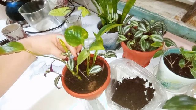 Укоренения сциндапсуса в воде.
