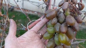 Осеннее укоренение черенков винограда. Осенняя посадка саженцев винограда. Пересадка винограда.