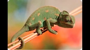 Познавательное развитие для дошкольников «Кто такой хамелеон?» от воспитателей УK10.