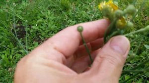 Flower Mutation, multiple stems stacked side by side.