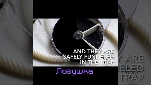 Вращающаяся Электронная ловушка для мух