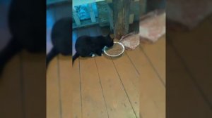 Не покупай этот корм, а может..?? Корм для кошек Пища Котов