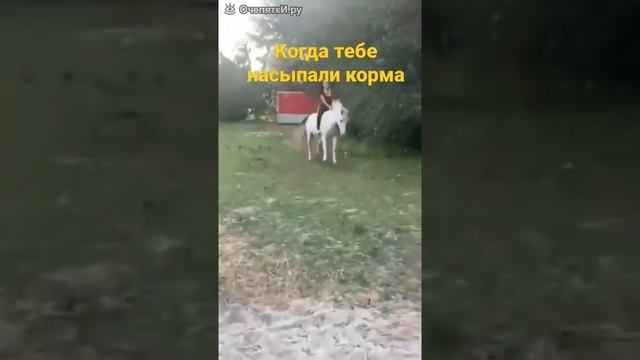 когда тебе насыпали корма