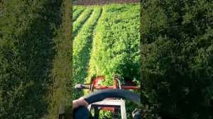 минитрактор из мотоблока нева покос люцерны весной