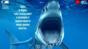 Сравнение: Касатка и Белая Акула. Gwadawa!