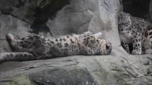 Mating snow leopards - Zoo Zürich