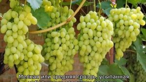 Ранние сорта винограда