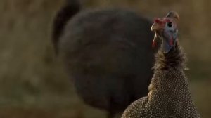 КАРАКАЛ — кот-прыгун, ОХОТНИК на птиц! Каракал ПРОТИВ шакалов. Интересные факты о каракалах.