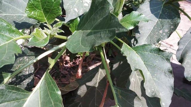 Thorn Apple or Moon Flower. Also known as Angel's Trumpet plant. Datura Stramonium. смотреть онлайн