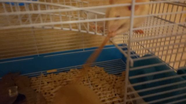 Мои питомцы крысы изучают территорию вне клетки смотреть онлайн