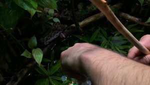 Покупаем аквариумных рыбок.Карантин. Запускаем рыбу в аквариум правильно