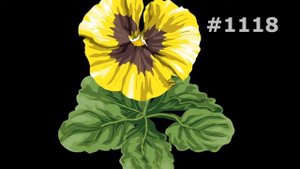 #1118. Анютины глазки - очень красивые цветы