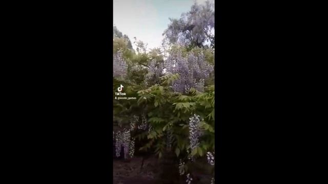 мой сад глициния №1 смотреть онлайн