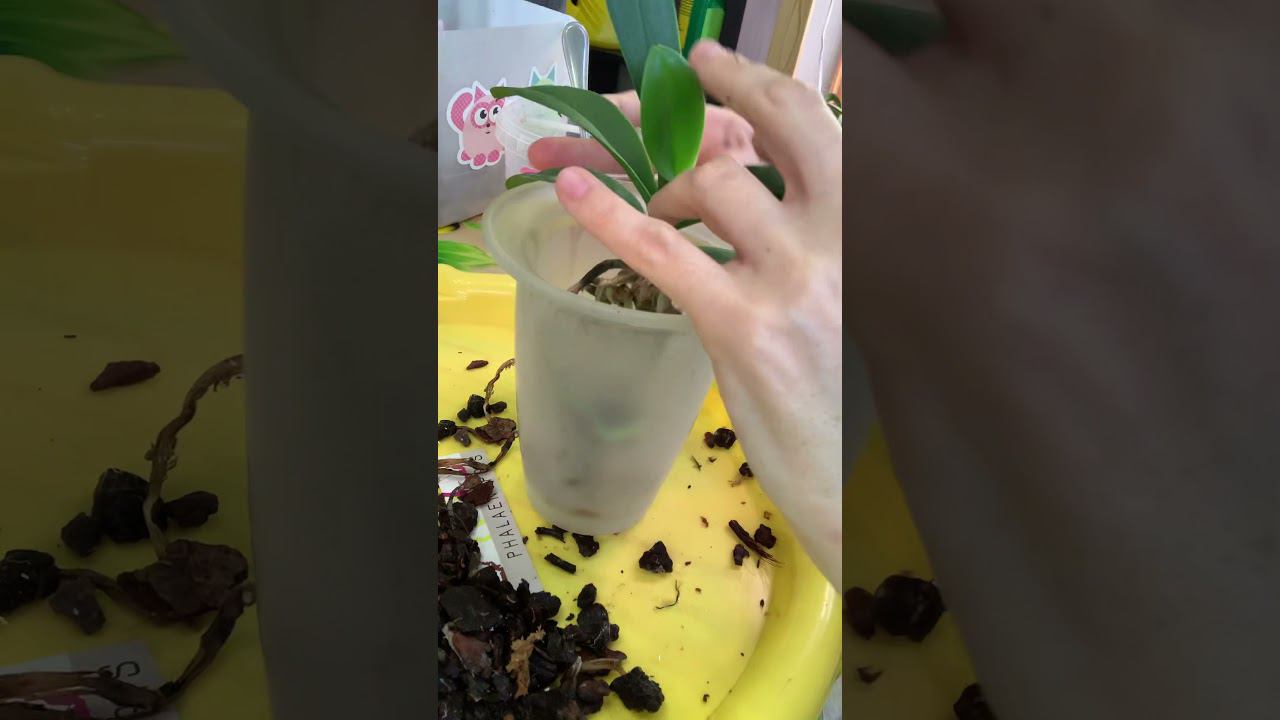 Посадка фаленопсиса в кору