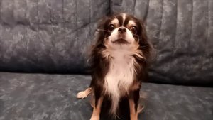 Давай рычи, Лёва!