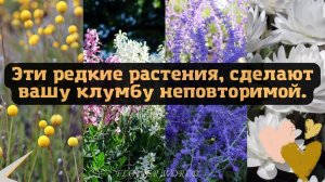 Эти редкие растения, сделают вашу клумбу неповторимой.??