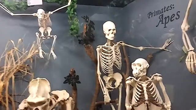 музей скелетов в Оклахома-сити 2 часть смотреть онлайн