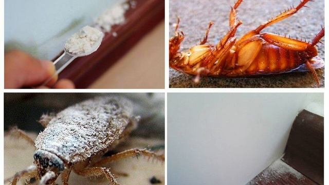 как убить ТАРАКАНА ГИПСОМ ? смотреть онлайн