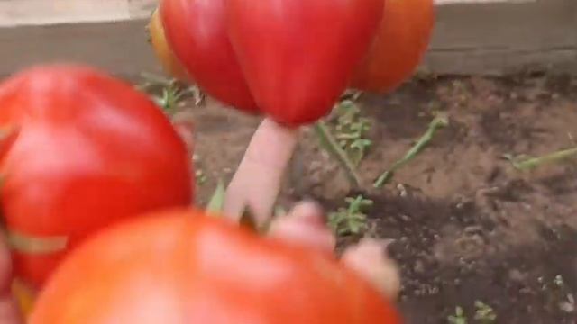 Арбузы растут лучше в теплице или на улице? Помидоры и перцы урожай 2023