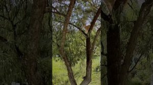 Орловские котята учатся спускаться с дерева