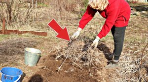 Не сажайте озимый чеснок после этих растений всё пропадет! После  каких овощей нельзя сажать чеснок?