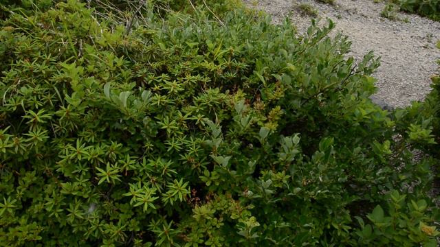Mt Tarumae Mountainside have Ledum palustre subsp 2016 july 樽前山 смотреть онлайн