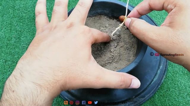 How to Grow JAVA PLUM From Seeds - Black Plum / JAMUN Tree Growing From Seeds - Sprouting Seeds
