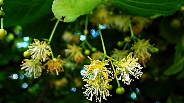 Tilia platyphyllos смотреть онлайн