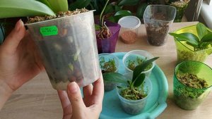 Результаты активизации роста подростков орхидей после пересылки. Часть 2. Посадка.