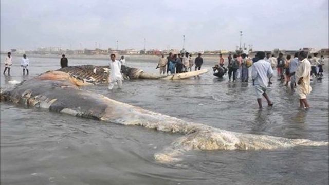 Огромная акула смотреть онлайн