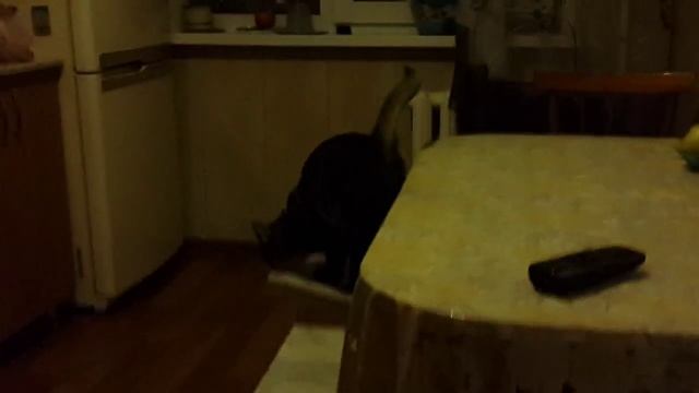 Кошка ловит рыбу в аквариуме смотреть онлайн