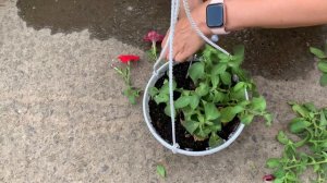 ЗАГУБИЛА ПЕТУНИЮ 😱 ОБРЕЗКА ПЕТУНИИ В ИЮЛЕ 🌸