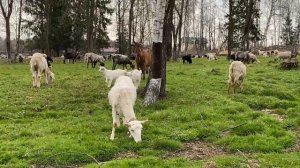 Выпас коз и овец. Фермеры беднеют. Приемка молока стала дешевой.