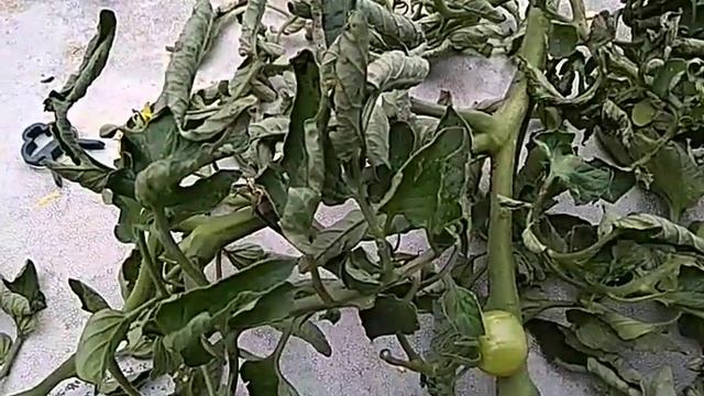 А вы ЗНАЕТЕ КАК выглядит ФИТОФТОРА на томатах?