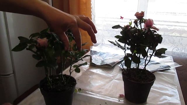 Цветы с уценки! Не проходите мимо спрятанной красоты! смотреть онлайн