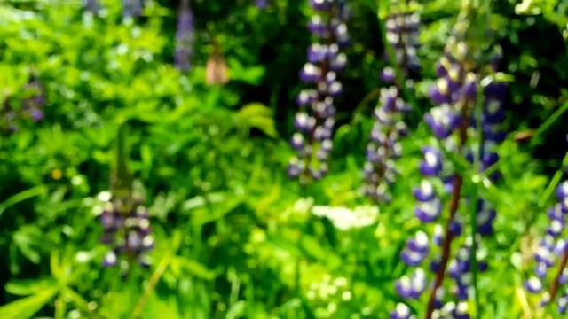 Цветет шиповник и придорожные цветы 20170618 смотреть онлайн