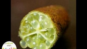 Finger Lime