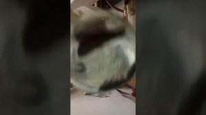 Как поменять воду в банке с пиявками