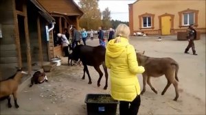 Страусиное ранчо 2018 г.Барнаул