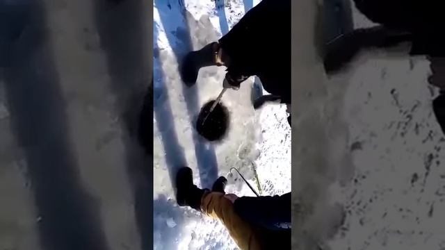 Таких тайменей ловят на реке Зея ! смотреть онлайн