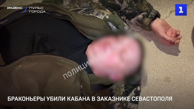 Браконьеры убили кабана в заказнике Севастополя