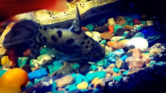 Синодонтис многопятнистый Synodontis multipunctatus или сом кукушка смотреть онлайн