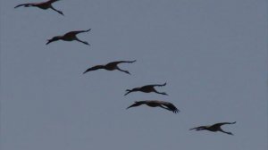 Ори!Зона!   Журавли