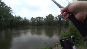 Безумная рыбалка на карпа.Отличный клёв,ловля трофеев на донку!