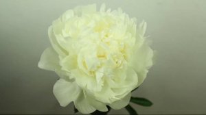 Peony Ivory Victory - Time Lapse
