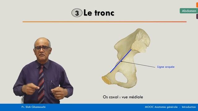Anatomie générale - Le détroit supérieur смотреть онлайн
