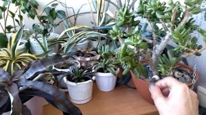 Садик цветов. Цветочные будни.