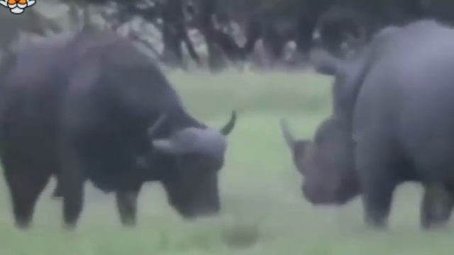дикие животные.mp4