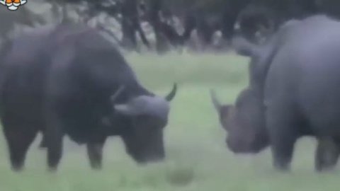 дикие животные.mp4