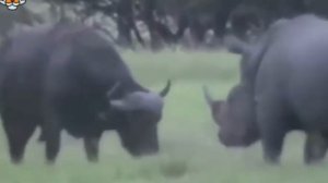 дикие животные.mp4